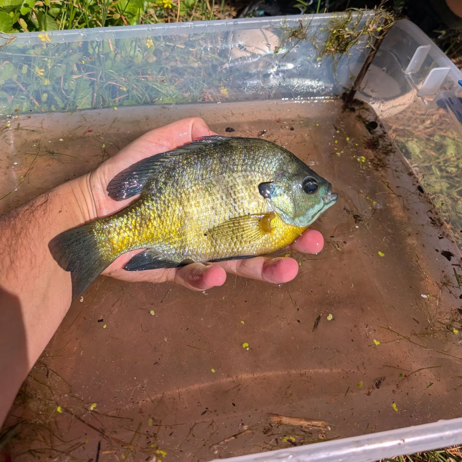 Bluegill caught on Fishbrain