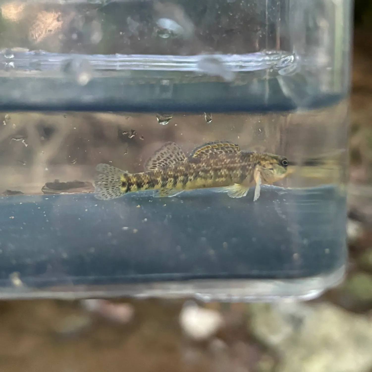 The most recent Rainbow darter catches on Fishbrain