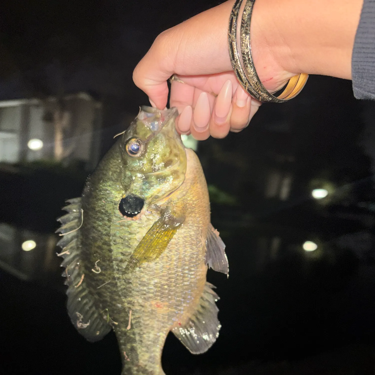 Redear sunfish caught on Fishbrain