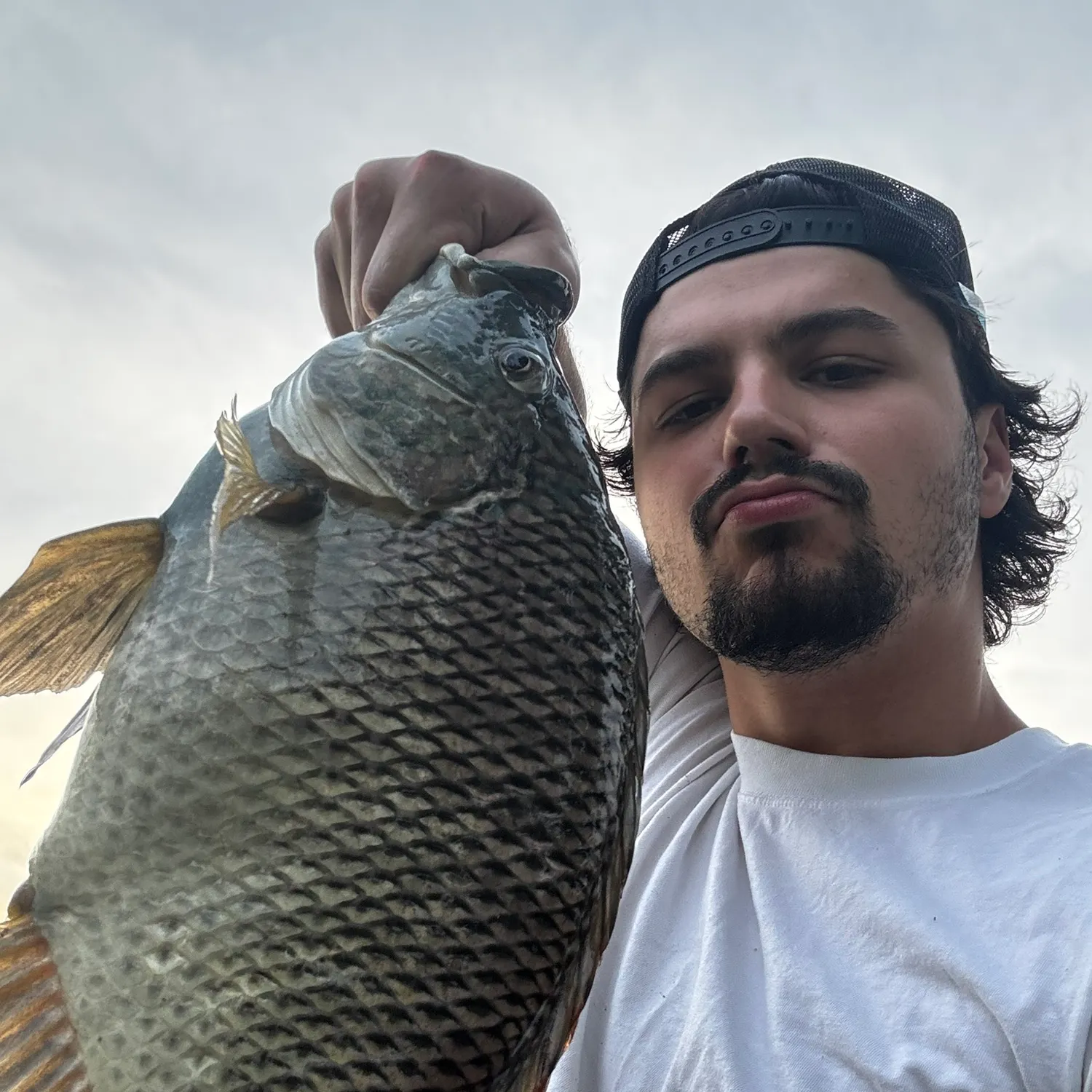 The most recent Nile tilapia catches on Fishbrain