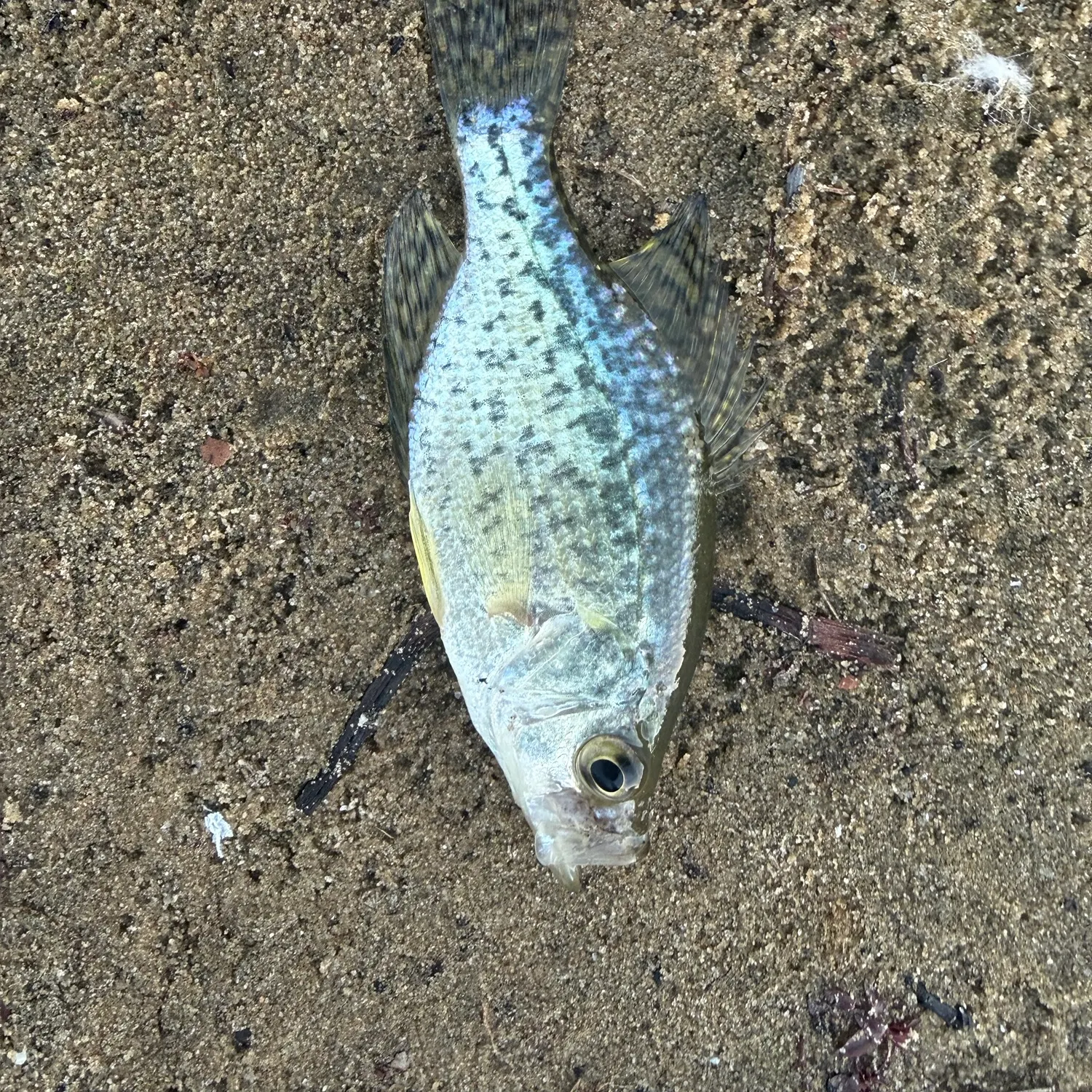 Black crappie caught on Fishbrain
