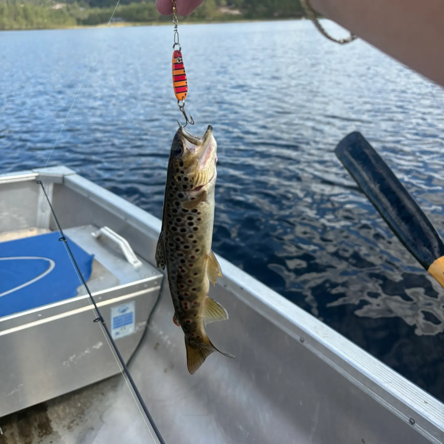 Lake trout caught on Fishbrain