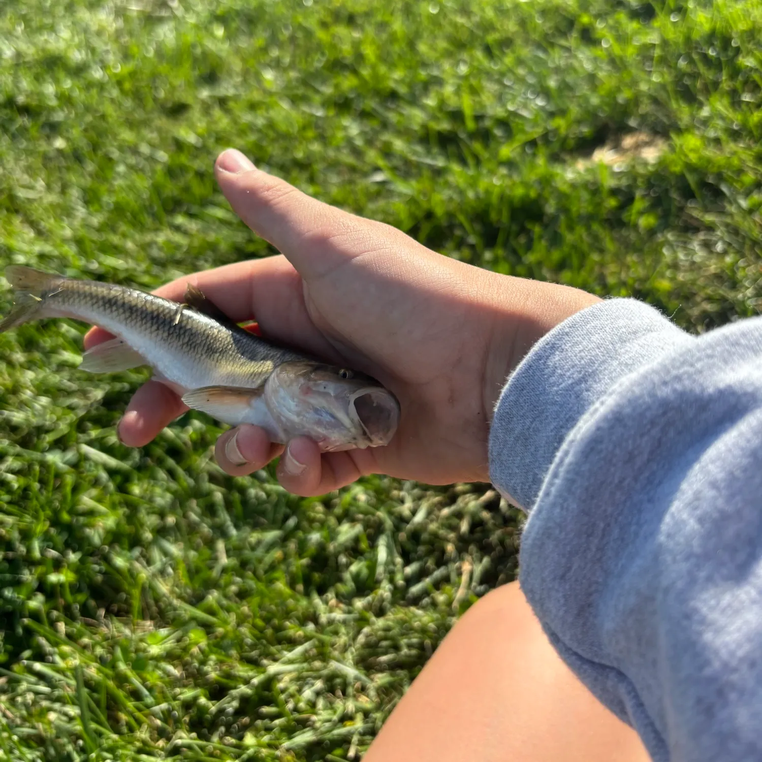 Creek chub caught on Fishbrain