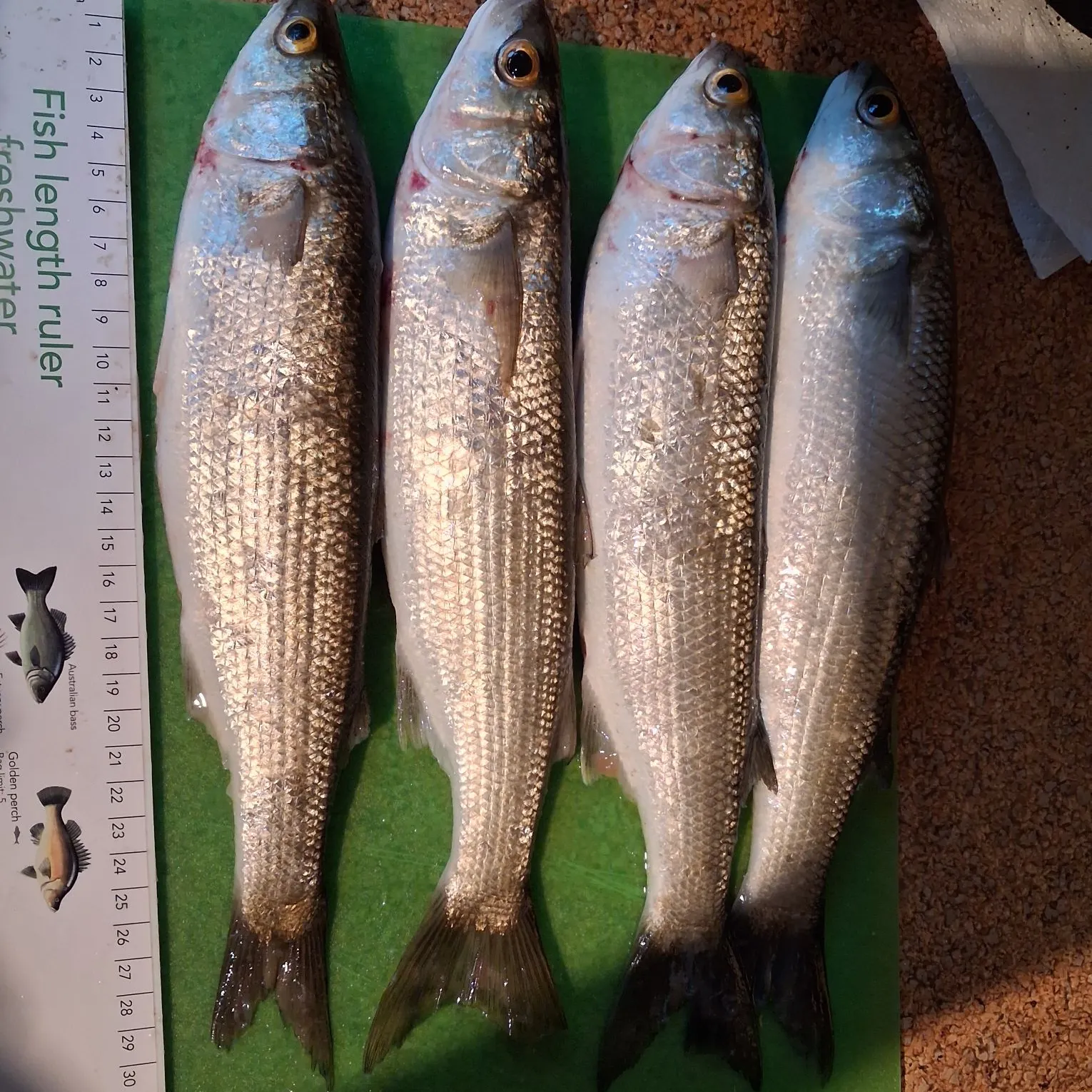 recently logged catches