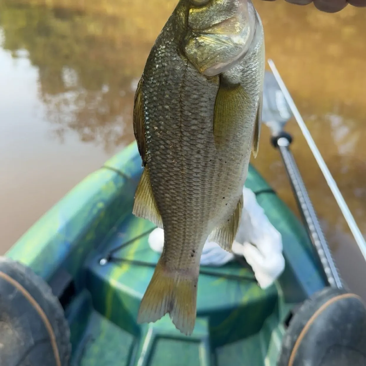 White perch caught on Fishbrain