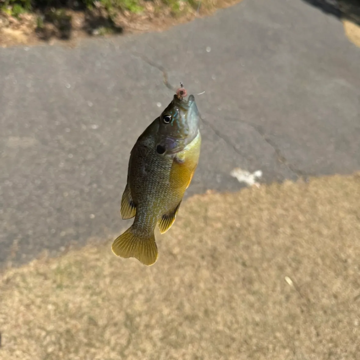 Green sunfish caught on Fishbrain