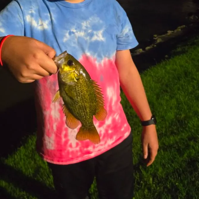 Rock bass caught on Fishbrain