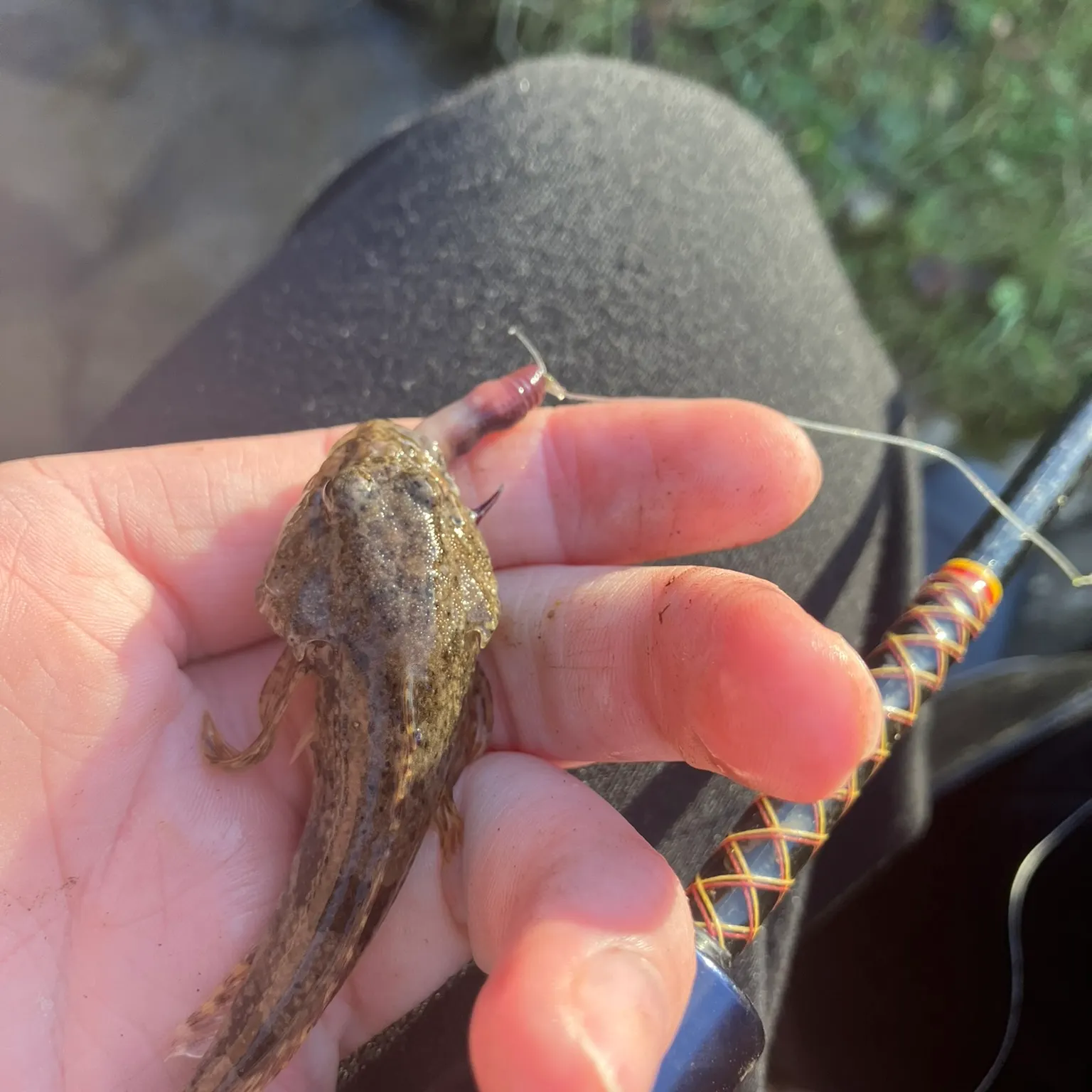 The most recent Mottled sculpin catches on Fishbrain