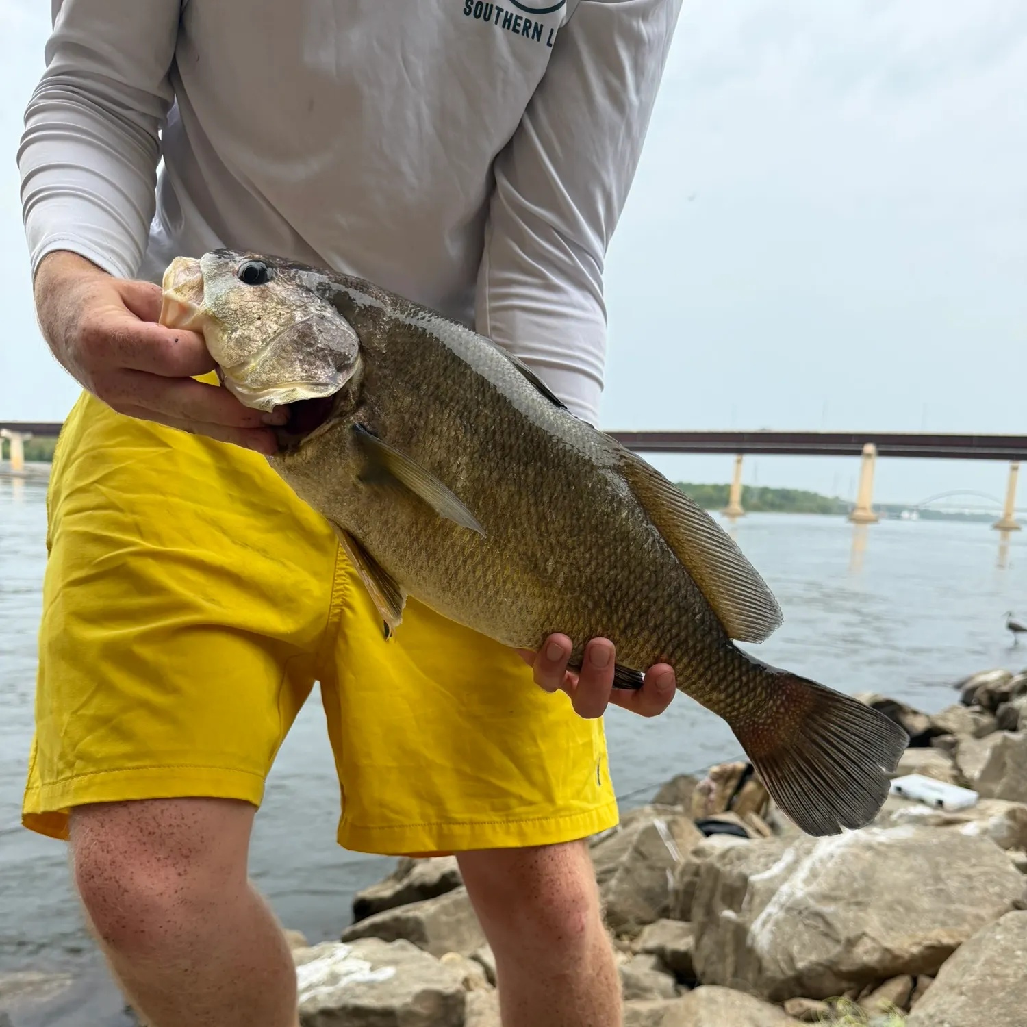 Freshwater drum caught on Fishbrain