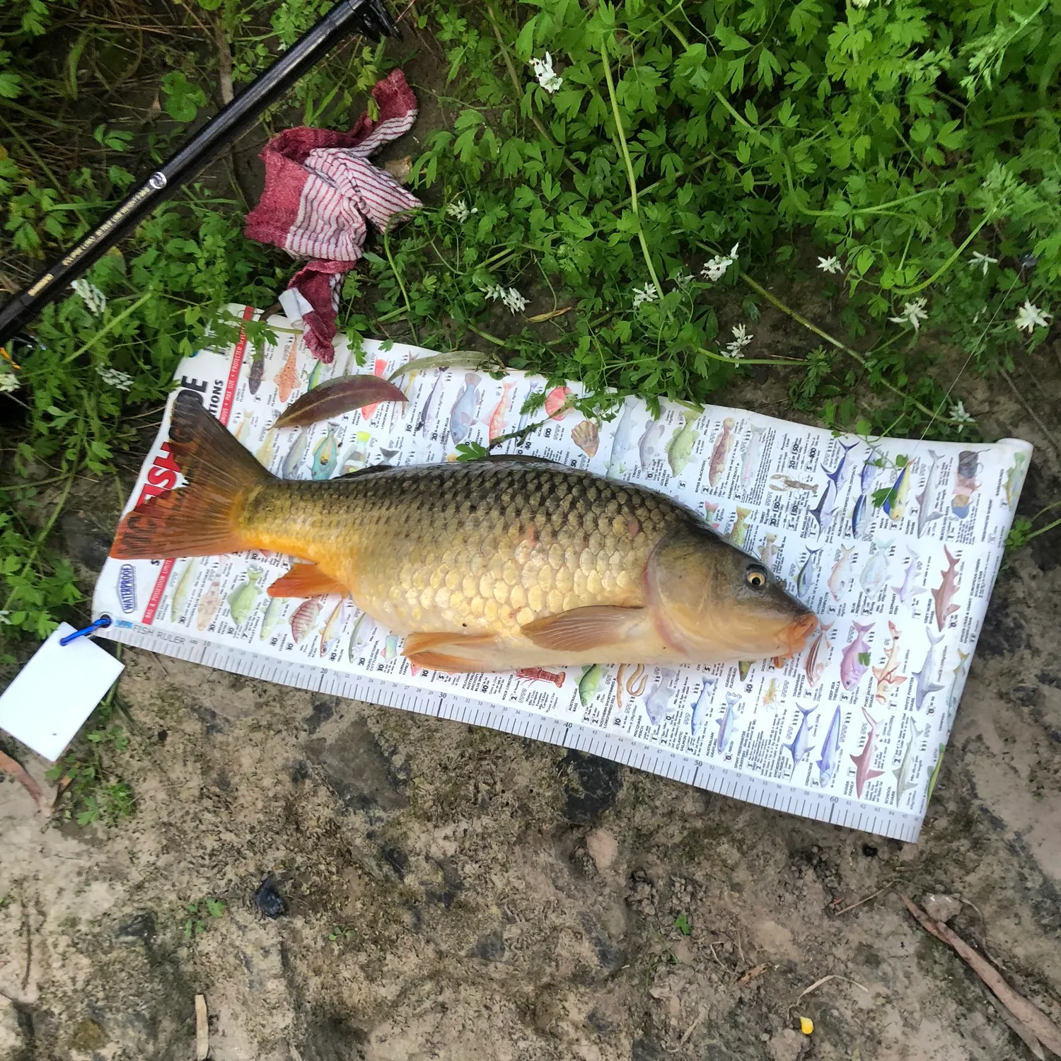 Common carp caught on Fishbrain
