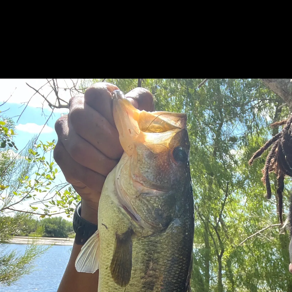 Largemouth bass caught on Fishbrain