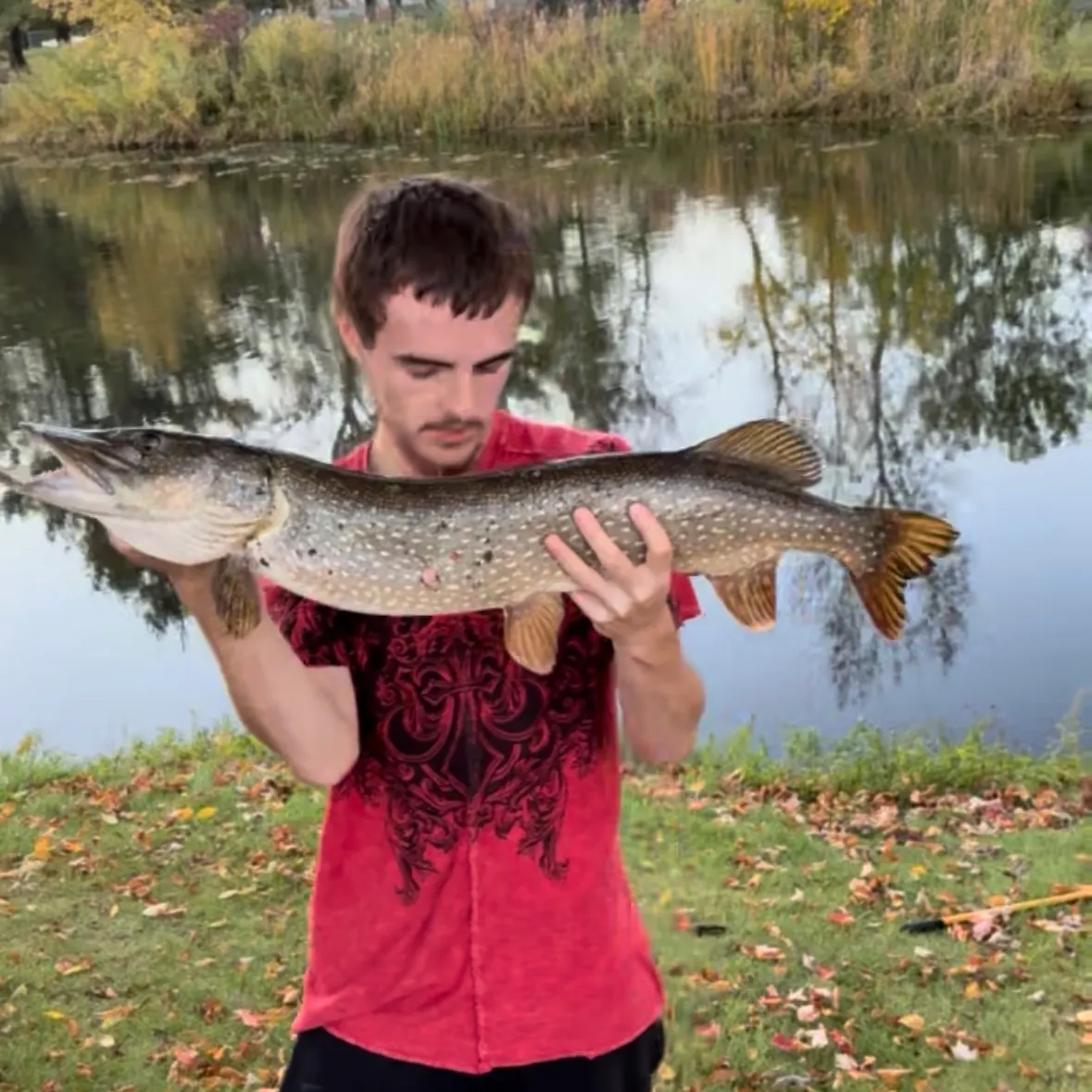 Northern pike caught on Fishbrain