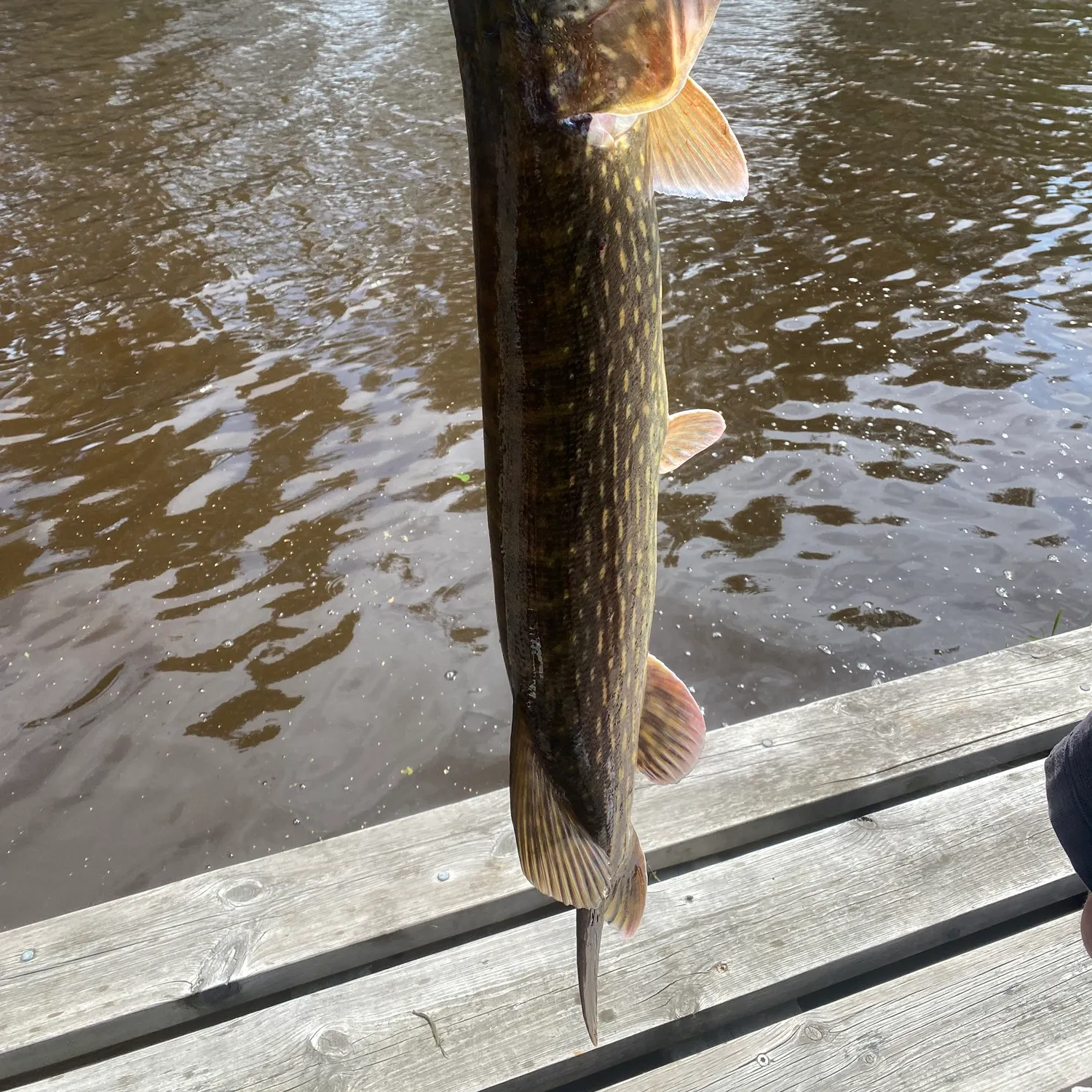The most recent Northern pike catches on Fishbrain