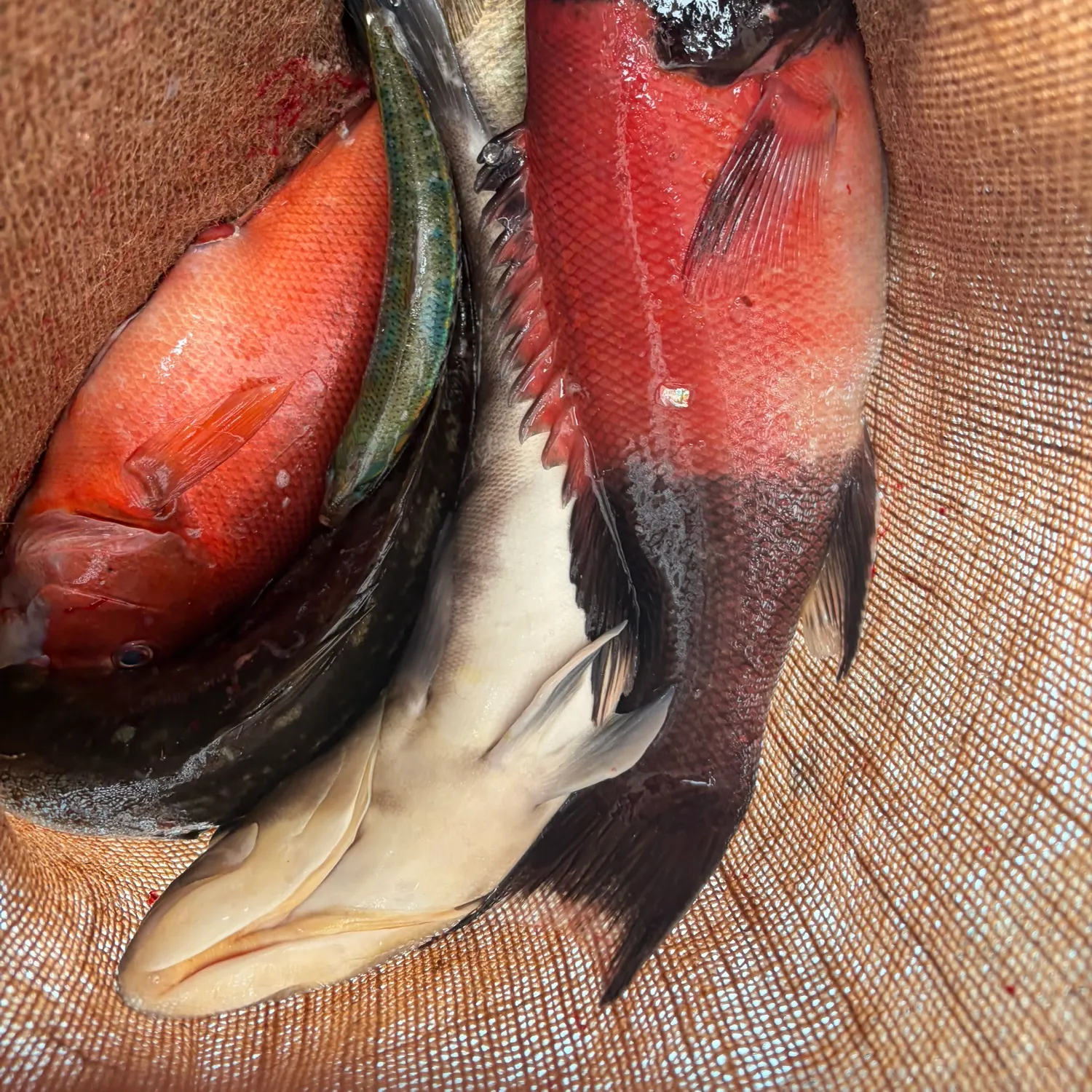 The most recent California sheephead catches on Fishbrain