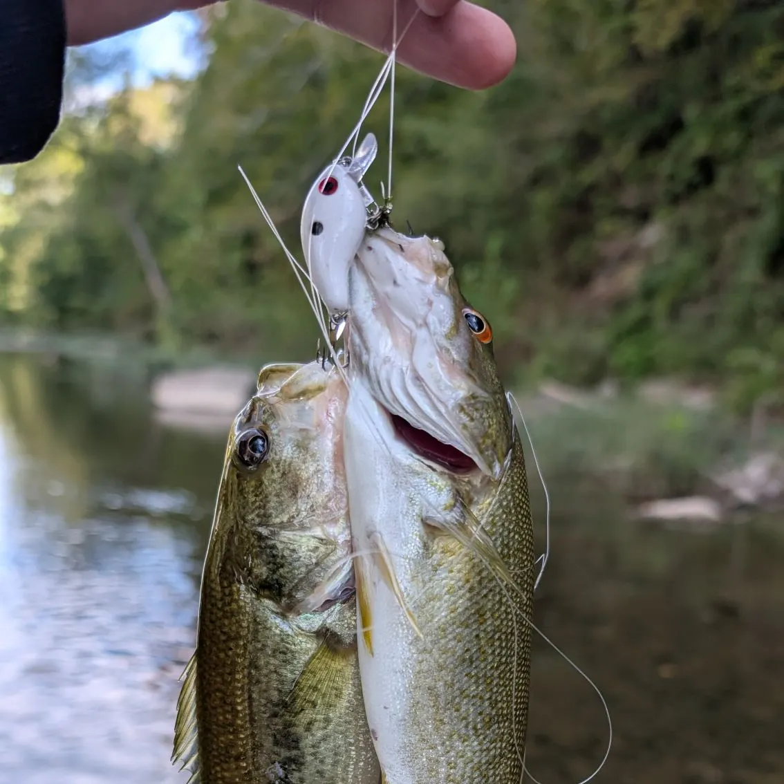 Smallmouth bass caught on Fishbrain
