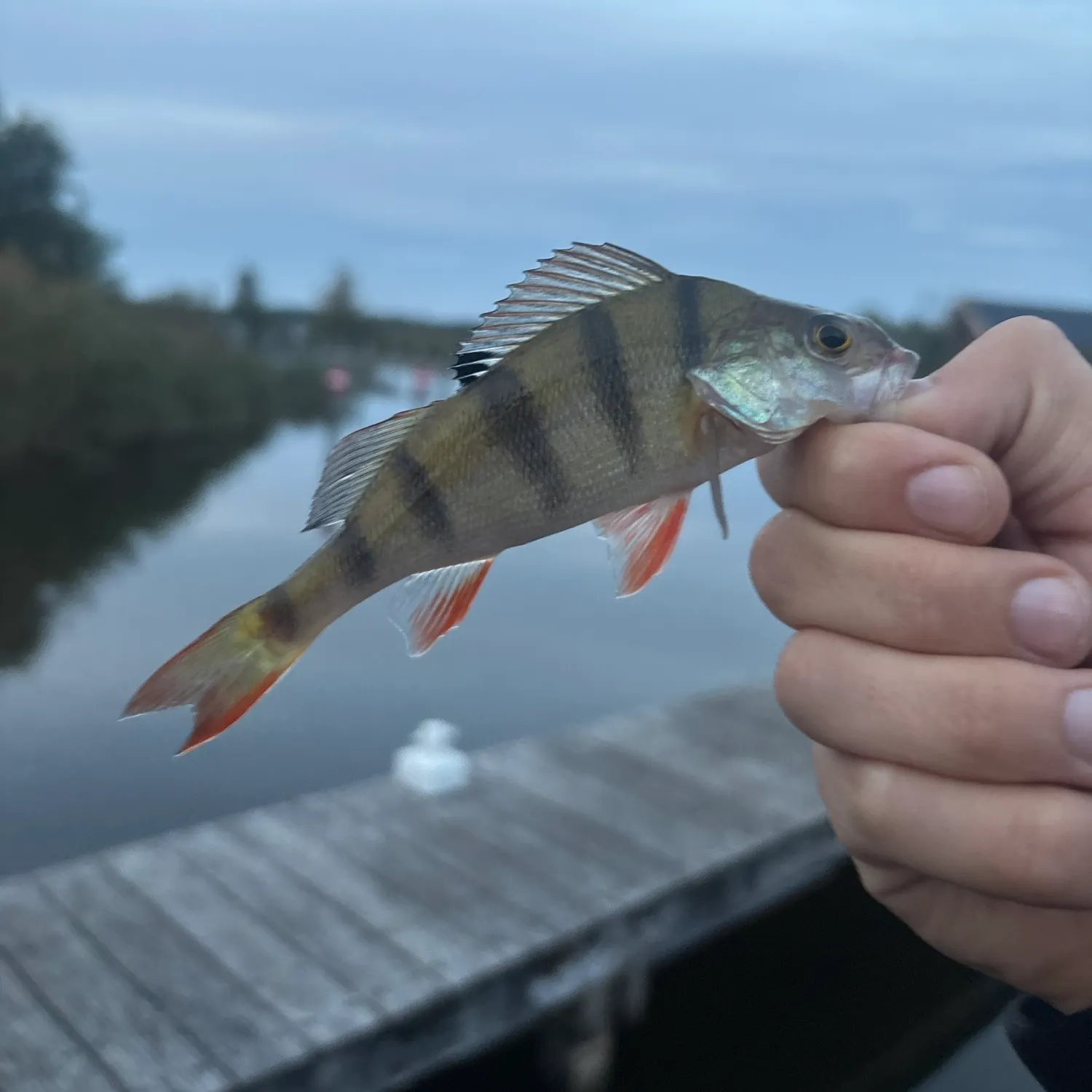 European perch caught on Fishbrain
