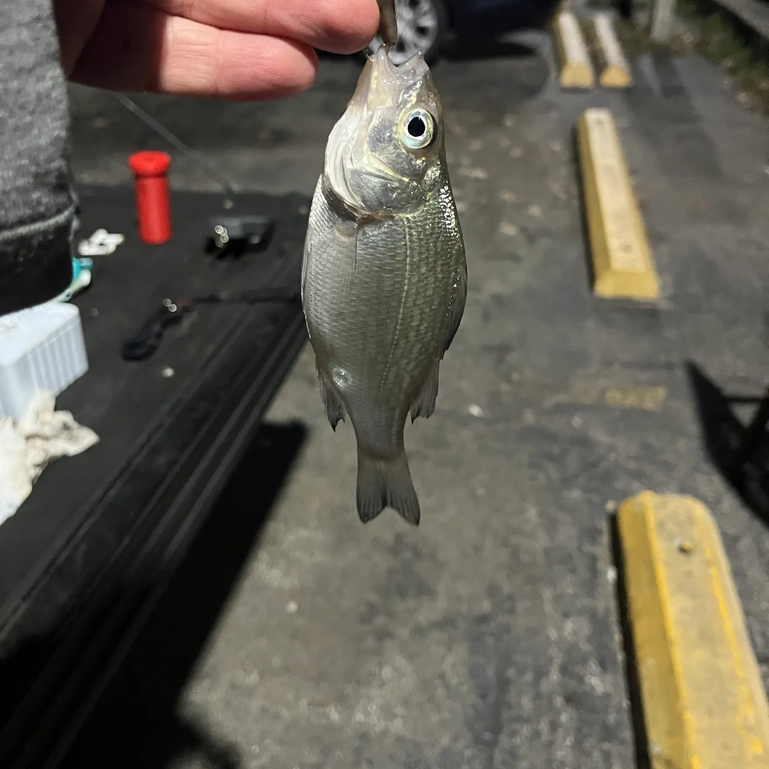 White perch caught on Fishbrain