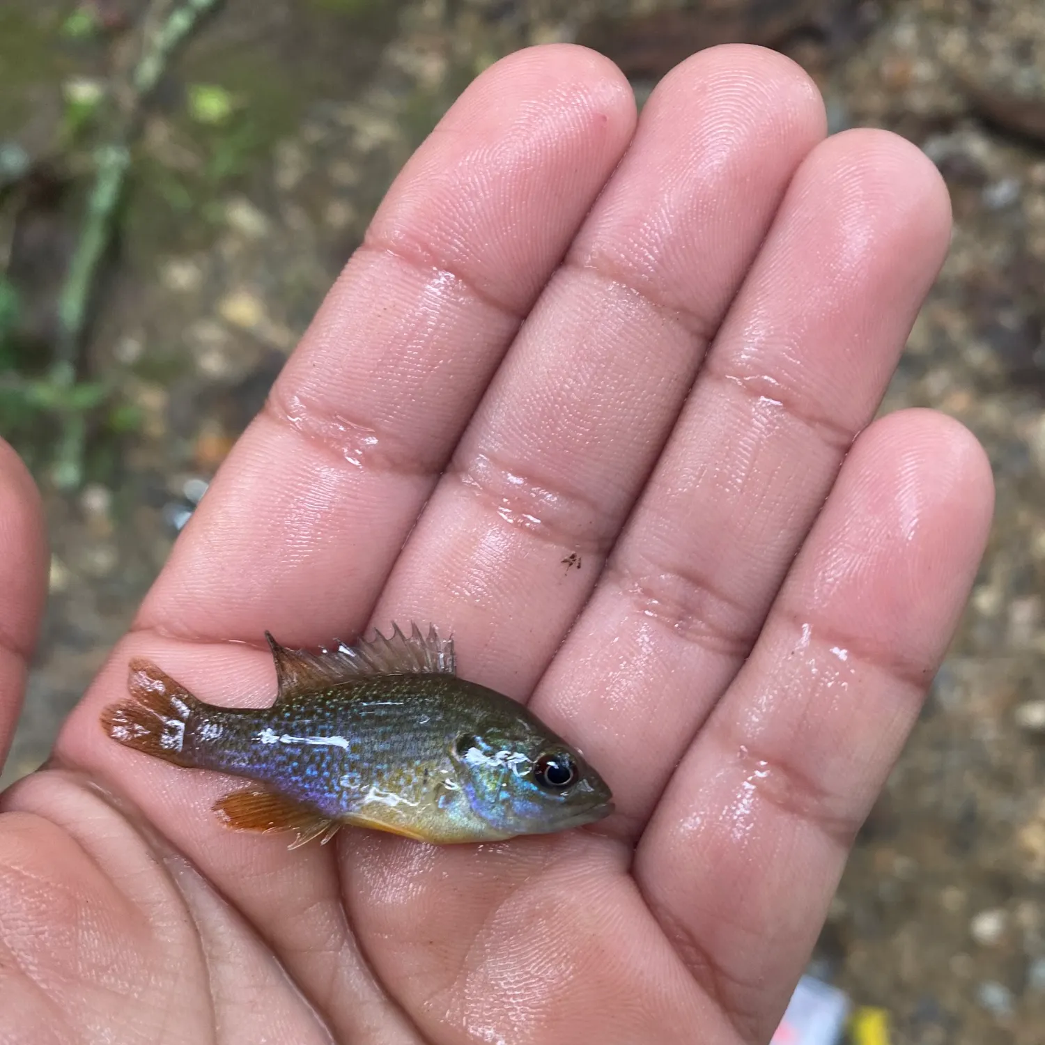 Green sunfish caught on Fishbrain
