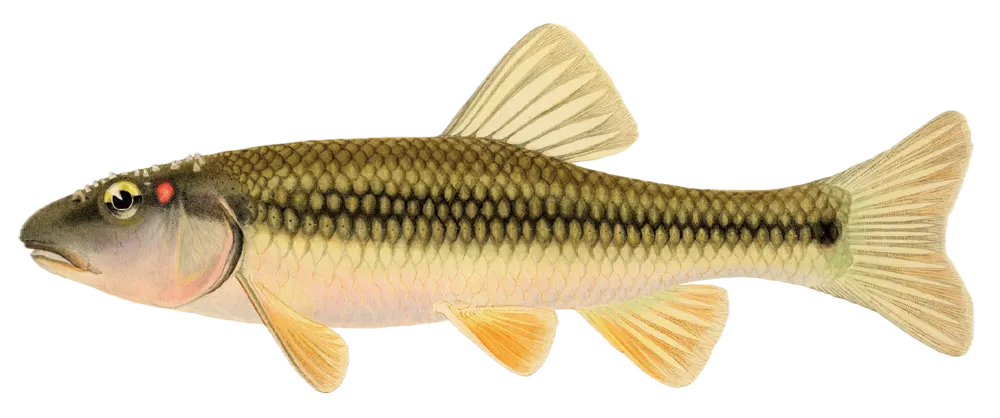 Redspot chub