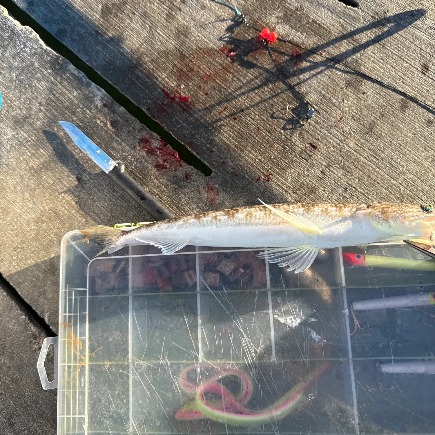 Inshore lizardfish caught on Fishbrain
