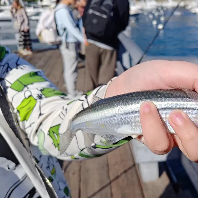 The most recent Surf smelt catches on Fishbrain