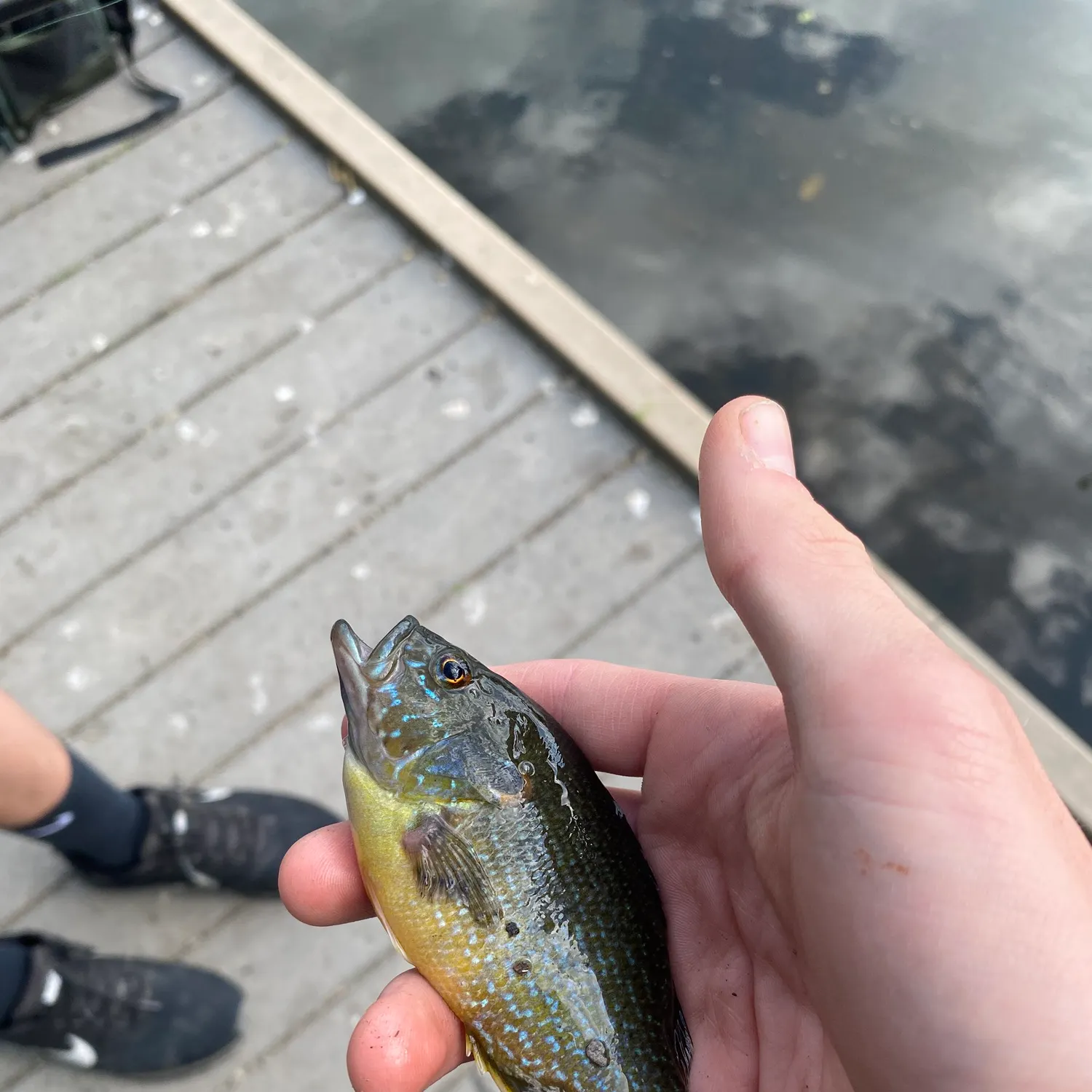 Greengill hybrid caught on Fishbrain
