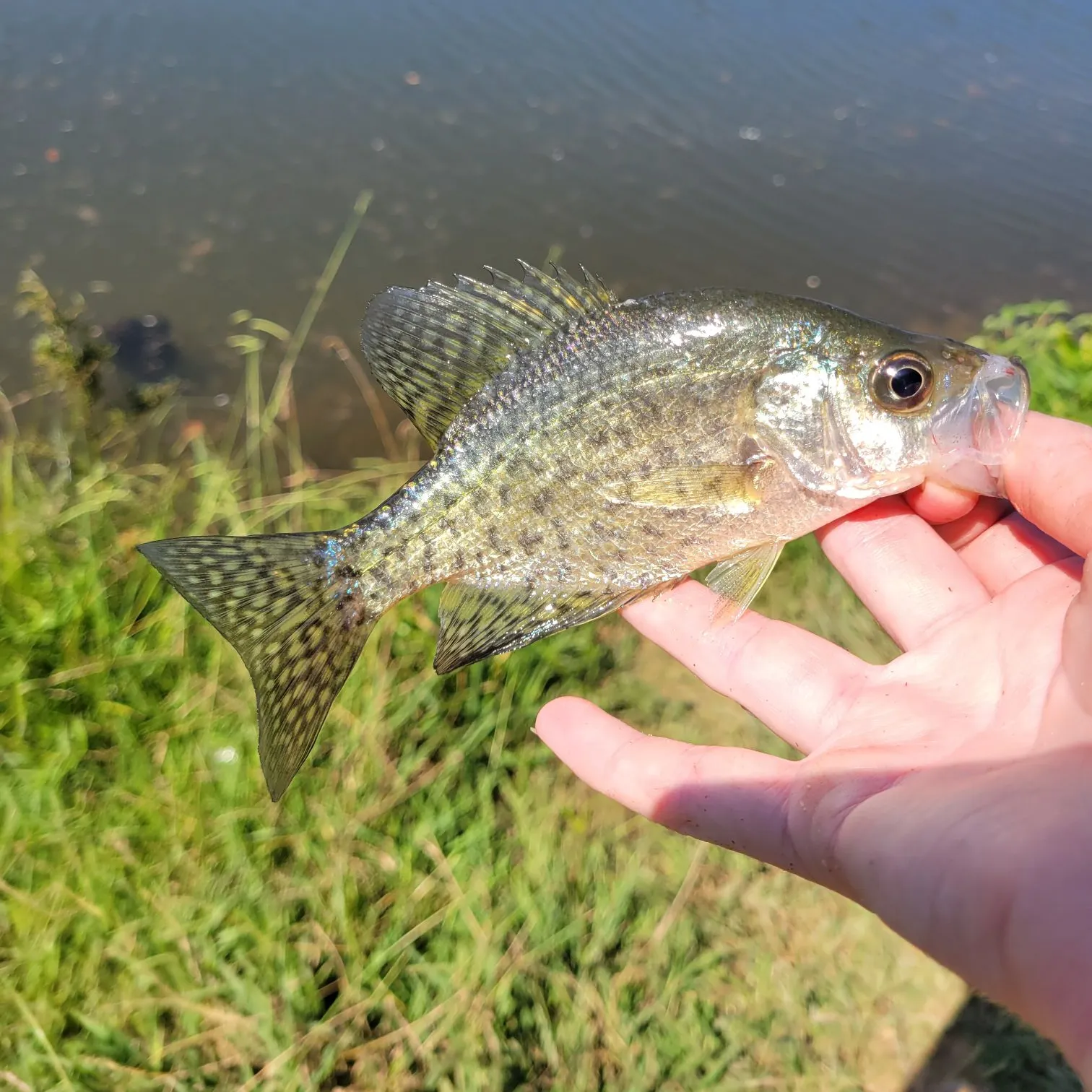 Black crappie caught on Fishbrain