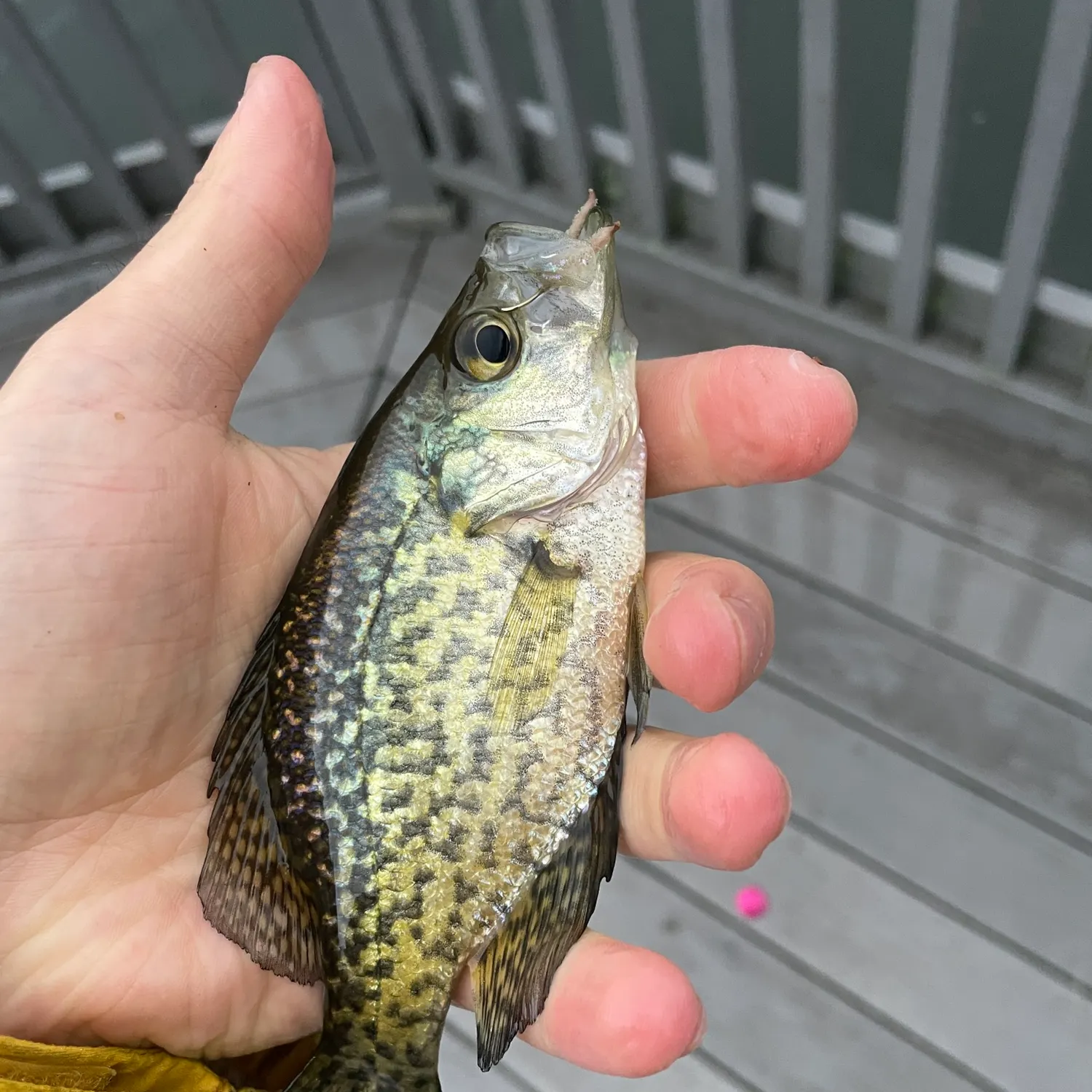 Black crappie caught on Fishbrain