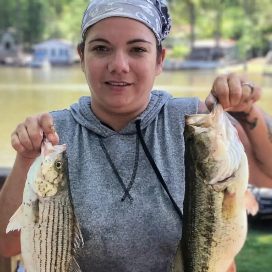 Striped bass caught on Fishbrain