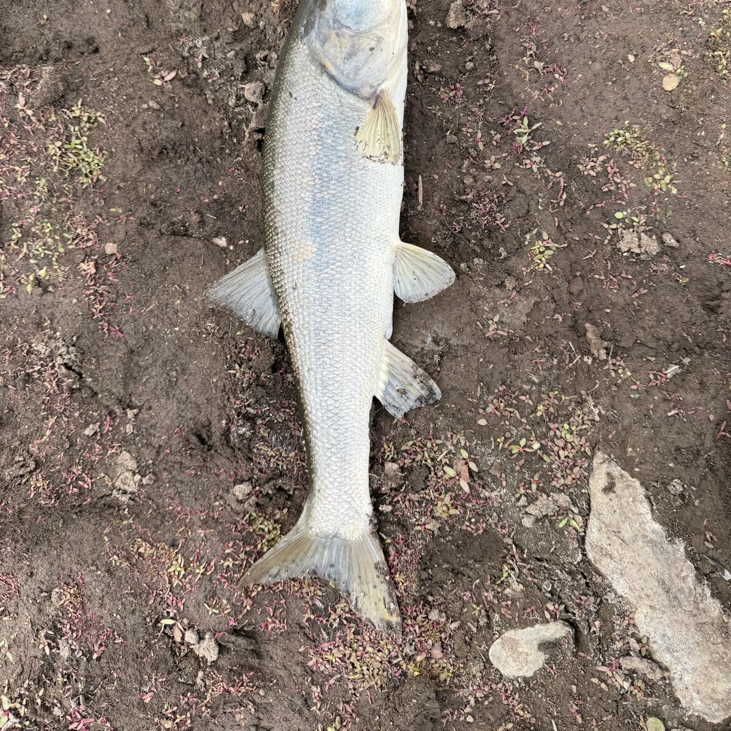 Northern pikeminnow caught on Fishbrain