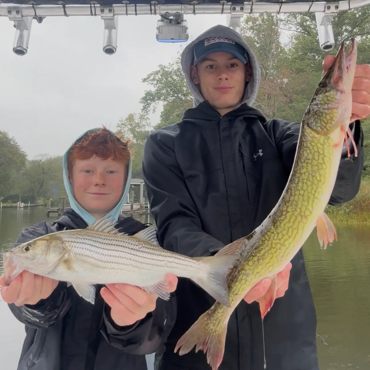 Chain pickerel caught on Fishbrain