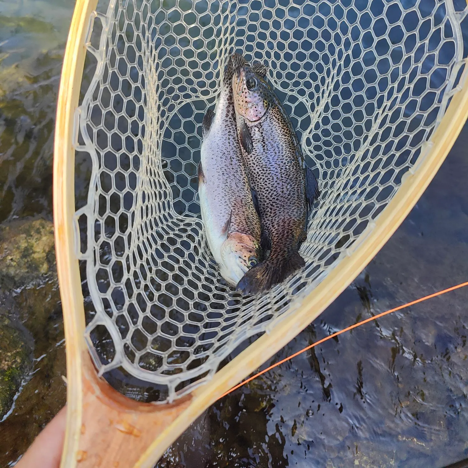 Rainbow trout caught on Fishbrain