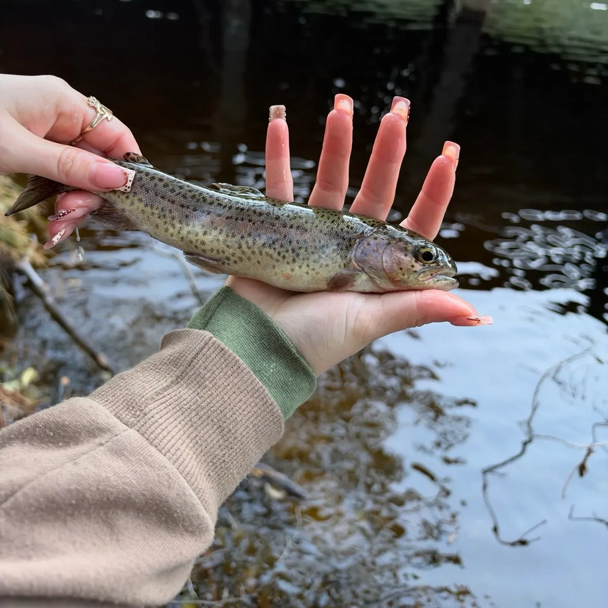Rainbow trout caught on Fishbrain