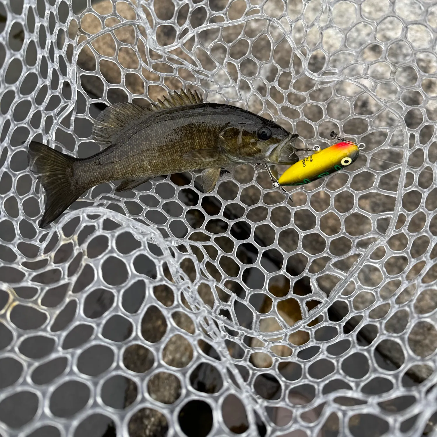 Smallmouth bass caught on Fishbrain