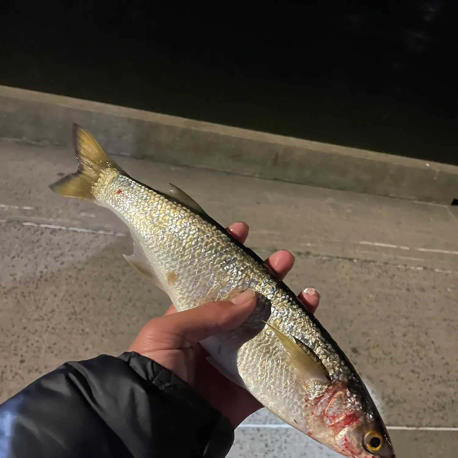 Yellow-eye mullet caught on Fishbrain