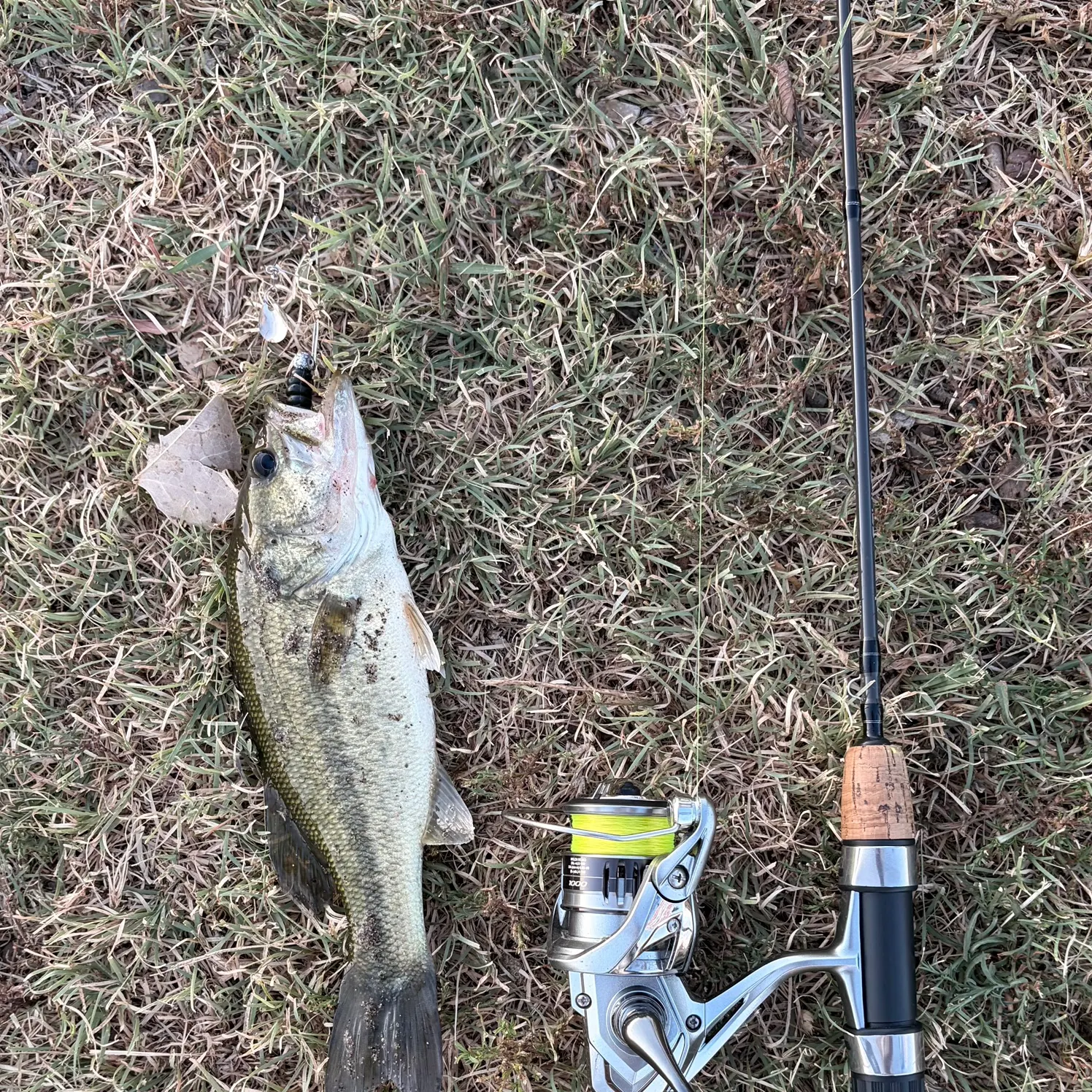 Largemouth bass caught on Fishbrain