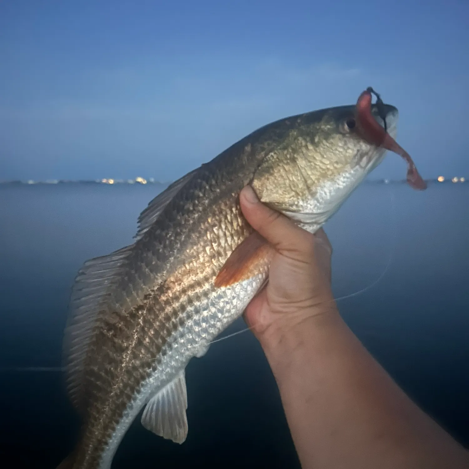 ugly stik carbon vs elite Spinning Rod bi-monthly The lightest Ugly Stik Daiwa PR 100HL Baitcasting Shade:Burgundy
