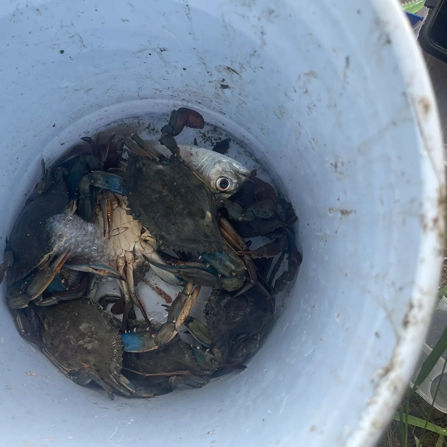 The most recent Star snapper catches on Fishbrain