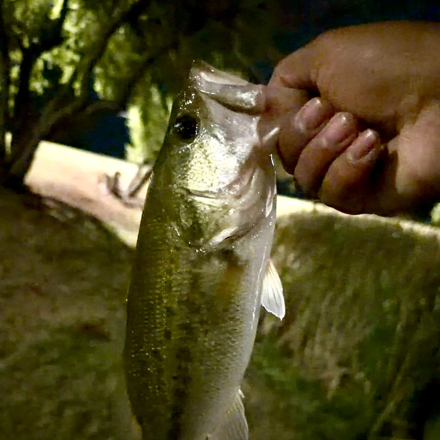 Spotted bass caught on Fishbrain