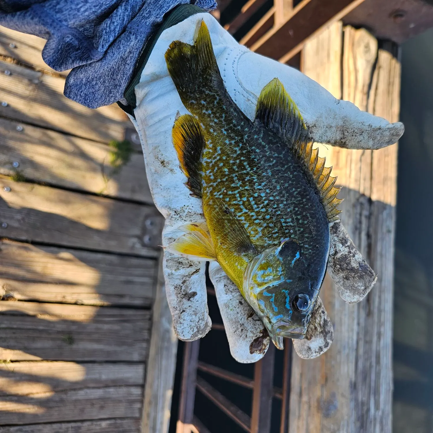 Greengill hybrid caught on Fishbrain