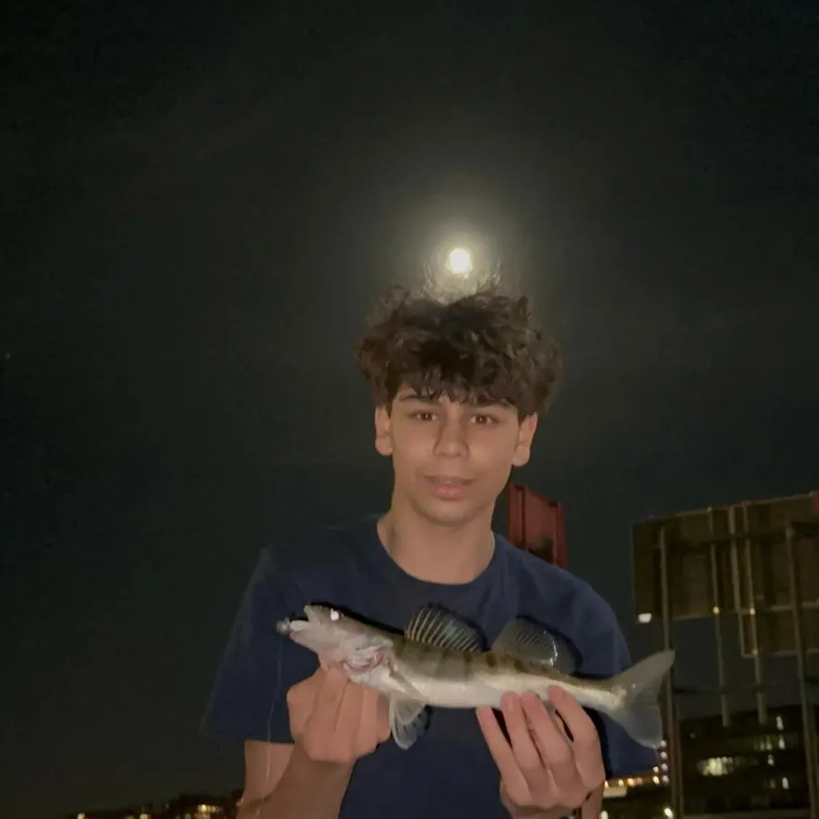 Zander caught on Fishbrain
