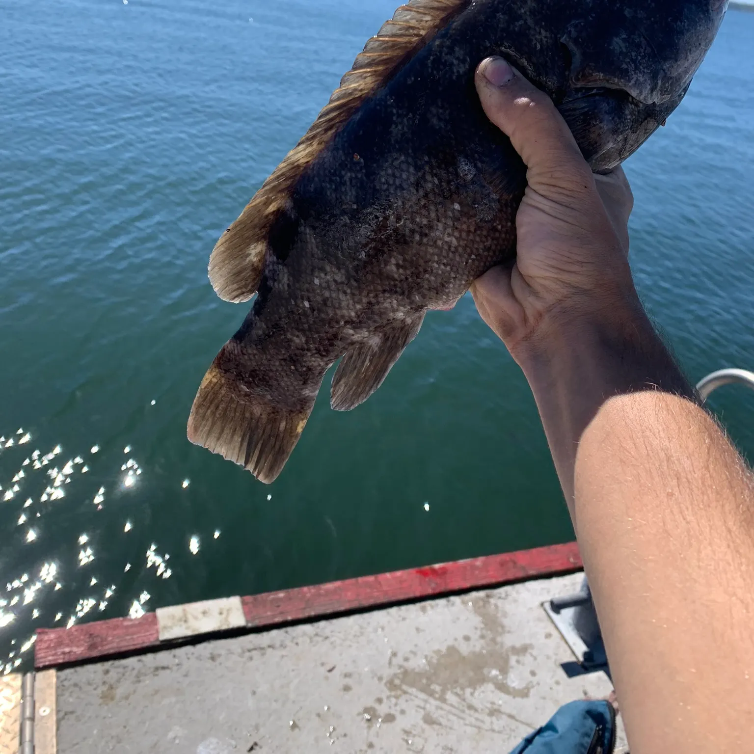 The most recent Tautog catches on Fishbrain