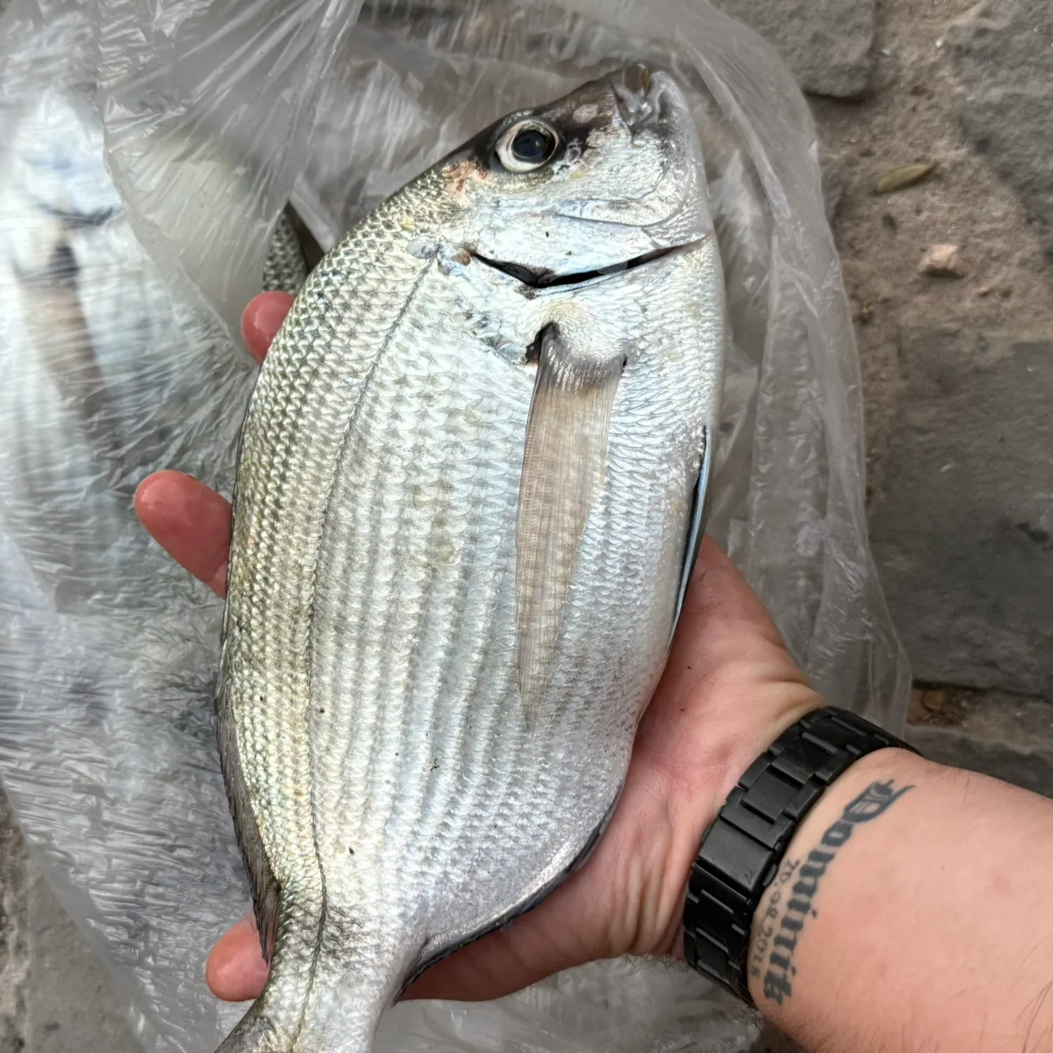 recently logged catches