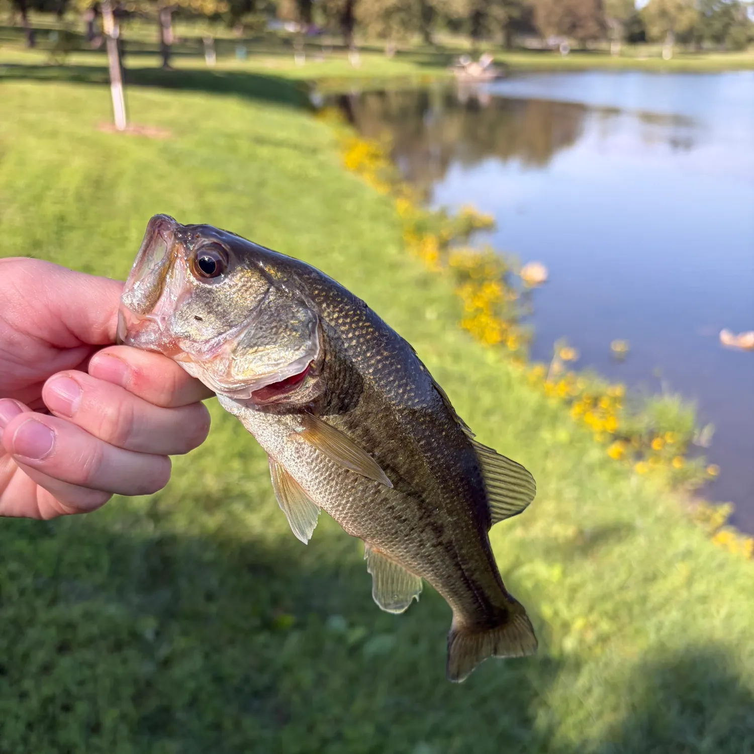 Largemouth bass caught on Fishbrain