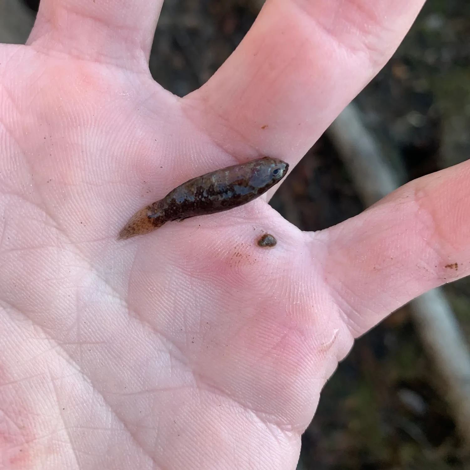 The most recent Banded pygmy sunfish catches on Fishbrain