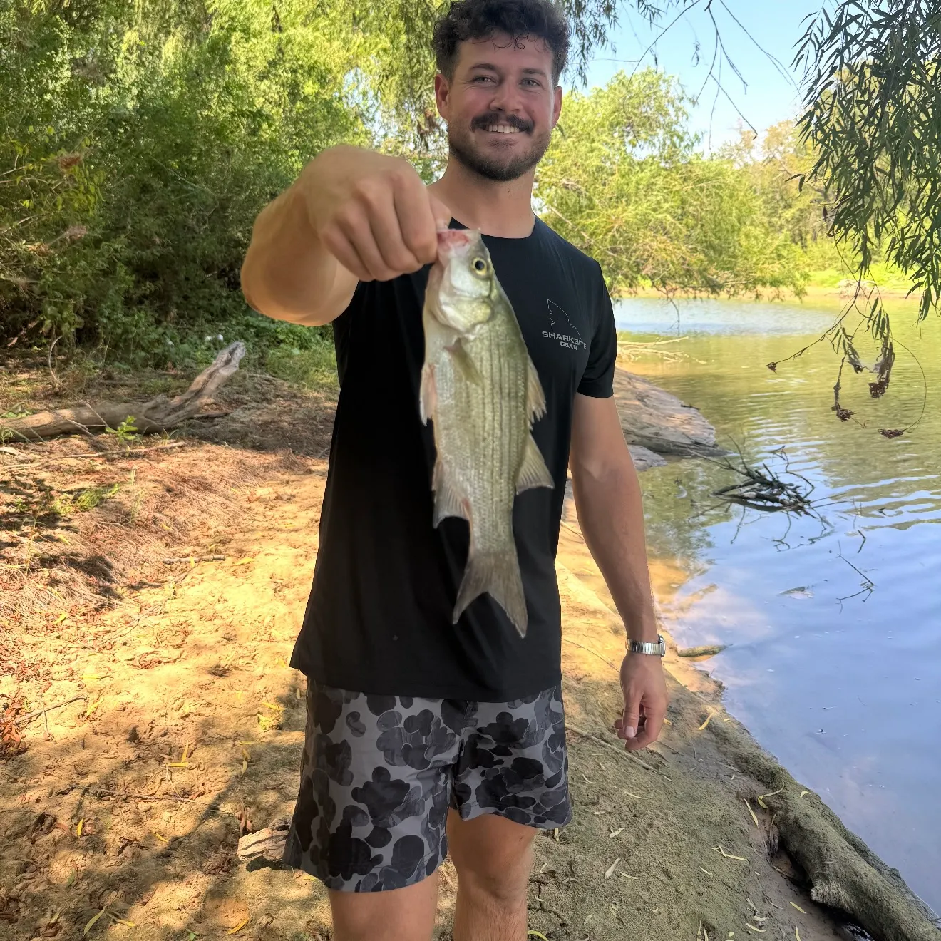 White bass caught on Fishbrain