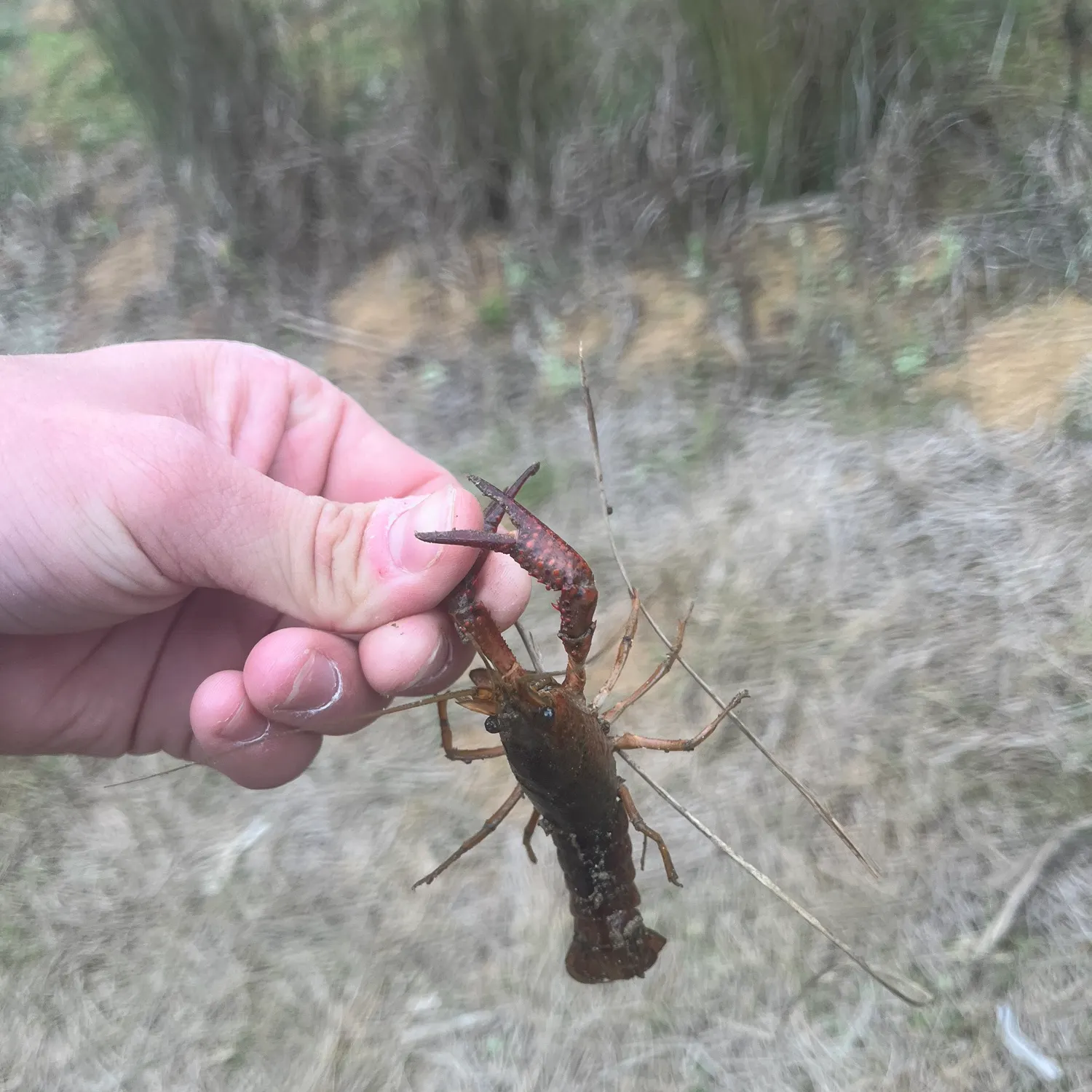 The most recent Red swamp crayfish catches on Fishbrain