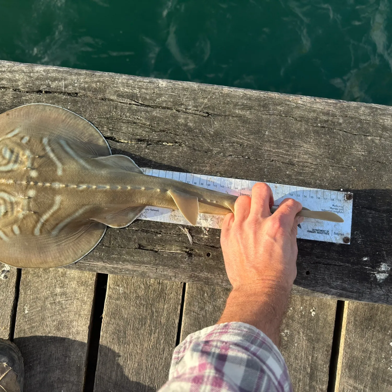 The most recent Southern fiddler catches on Fishbrain