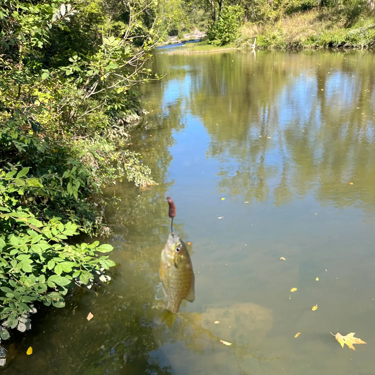 The most recent Greengill hybrid catches on Fishbrain