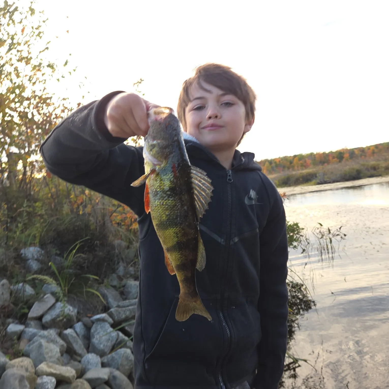 Yellow perch caught on Fishbrain